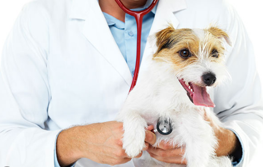 how to study veterinary medicine